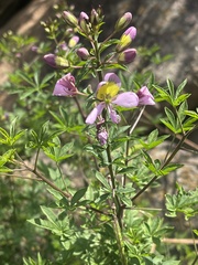 Cleome oxyphylla oxyphylla