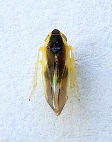 Erythridula stolata photo 4