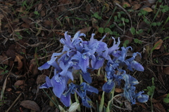 Iris vartanii