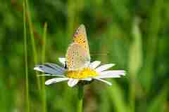 Lycaena hippothoe
