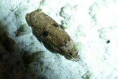 Agonopterix propinquella