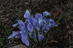 Iris vartanii