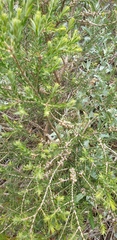 Melaleuca lanceolata