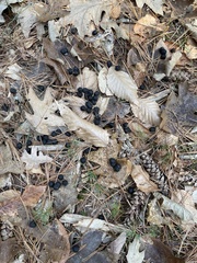 Odocoileus virginianus