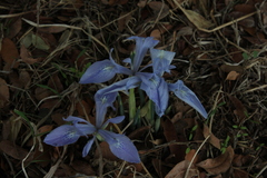 Iris vartanii