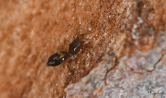 Synageles dalmaticus