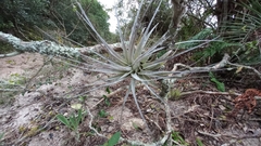 Tillandsia gardneri