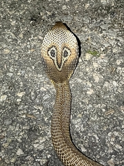 Naja naja