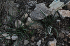 Vagaria parviflora