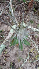 Tillandsia gardneri