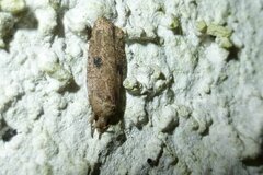 Agonopterix propinquella