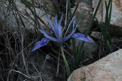 Iris vartanii