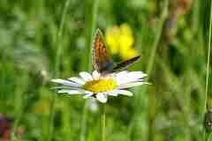 Lycaena hippothoe