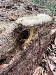 Pluteus romellii