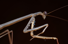 Archimantis quinquelobata