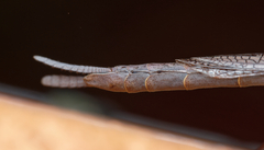 Archimantis quinquelobata