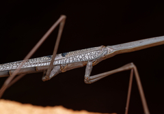 Archimantis quinquelobata