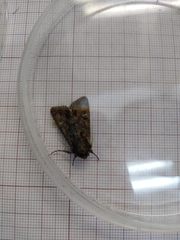 Mniotype occidentalis