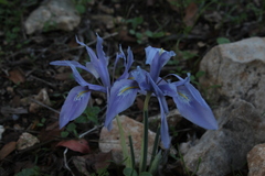Iris vartanii