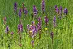 Dactylorhiza majalis