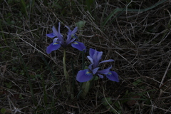Iris vartanii