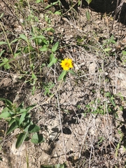 Wedelia hispida