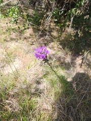 Liatris punctata