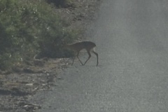 Raphicerus campestris