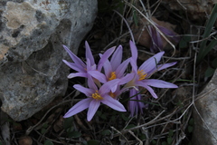 Colchicum stevenii