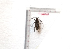 Monochamus titillator