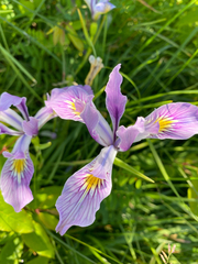 Iris tenax