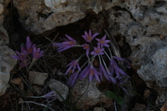 Colchicum stevenii