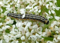 Depressaria daucella