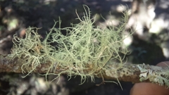 Usnea hirta