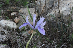 Iris vartanii