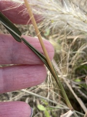 Bothriochloa
