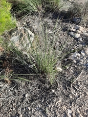 Macrochloa tenacissima