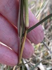 Bothriochloa