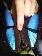 Morpho deidamia