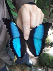 Morpho deidamia