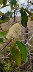 Miconia cinnamomifolia