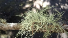 Usnea hirta