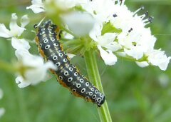 Depressaria daucella