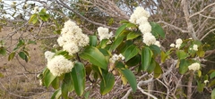 Miconia cinnamomifolia