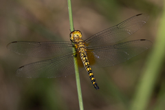 Hydrobasileus brevistylus