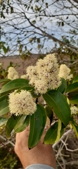 Miconia cinnamomifolia