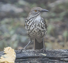 Toxostoma longirostre
