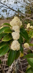 Miconia cinnamomifolia