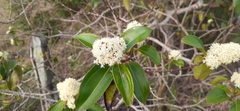 Miconia cinnamomifolia