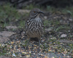 Toxostoma longirostre